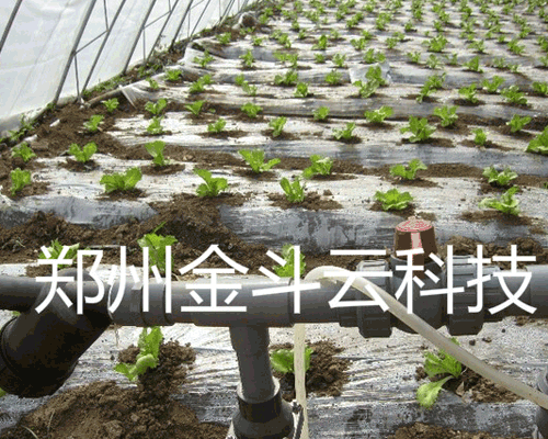 山東壽光大棚青菜好色先生下载安装工程