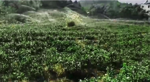 六盤水茶園好色先生下载安装項目