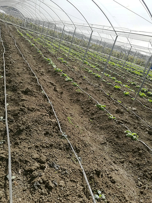 好色先生下载安装係統