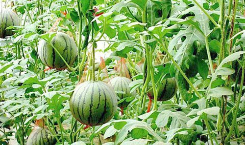 好色先生下载安装係統